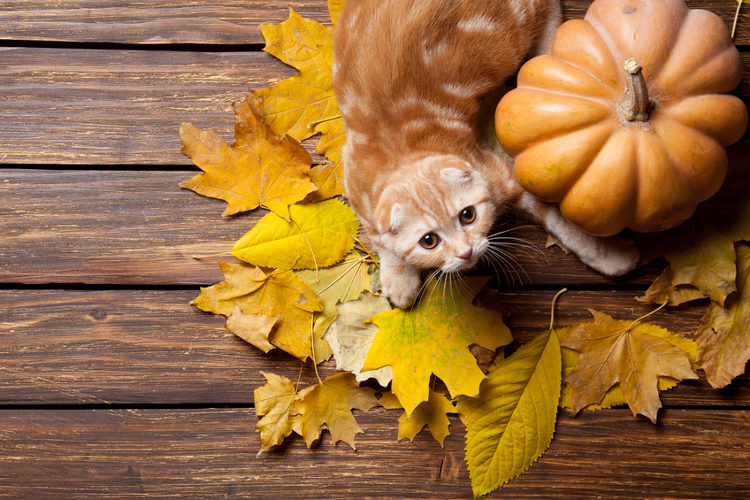 3 Tips To Protect Your Cat This Halloween