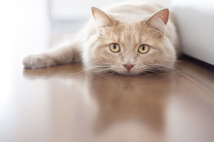 Curb Your Negligence: How To Prevent Feline Depression