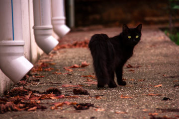 Black Cat Myths