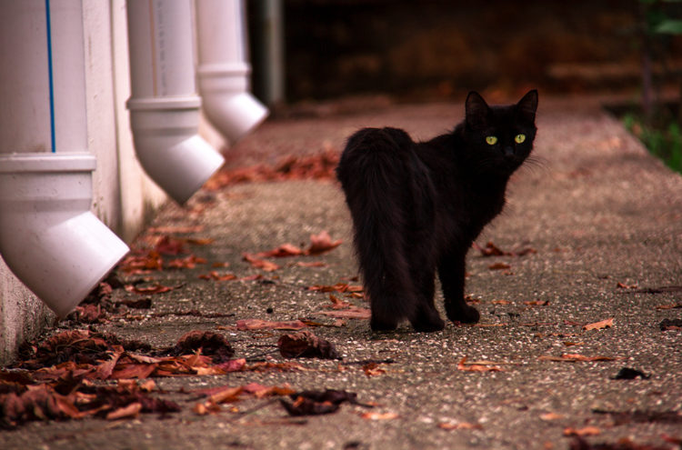 Why Black Cat Myths Are So Bogus
