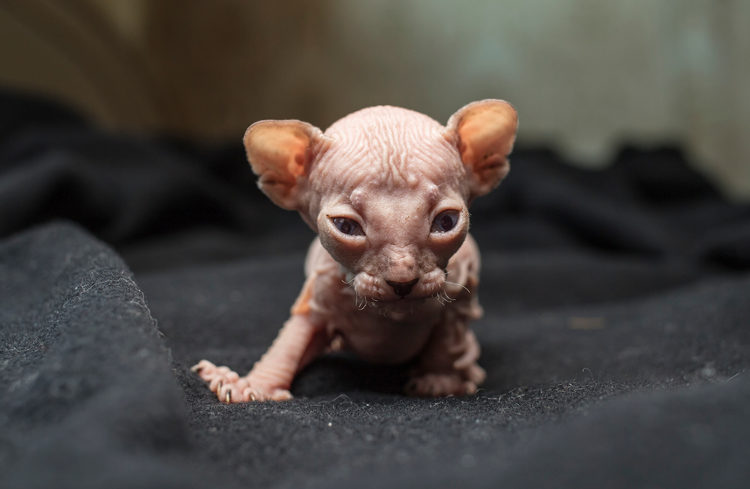 Scary Hairless Cat