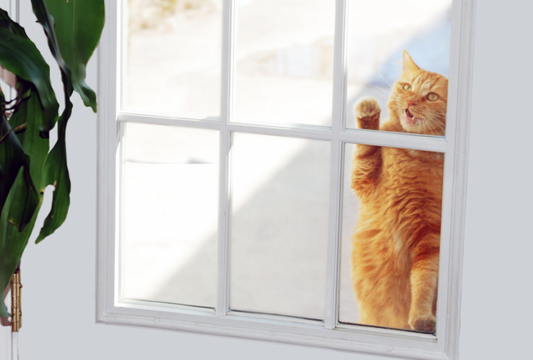 From The Street To The Suite: Transitioning A Stray Cat Into Your Home