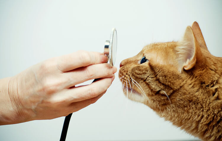 Cat Can’t Breathe? Feline Asthma: What You Need To Know