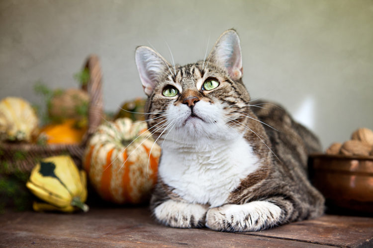 A Pinning Guide To Cat Safe Thanksgiving Centerpieces