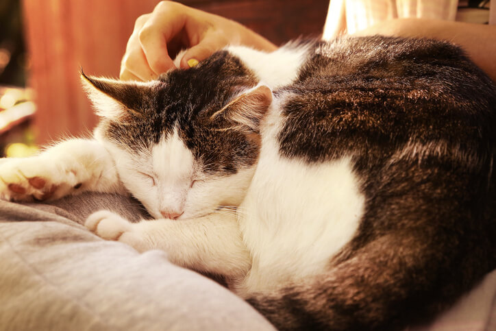 What To Look Out For In Your Senior Cat