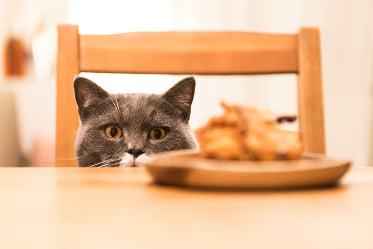Will Those Thanksgiving Left-Overs Poison Your Cat?