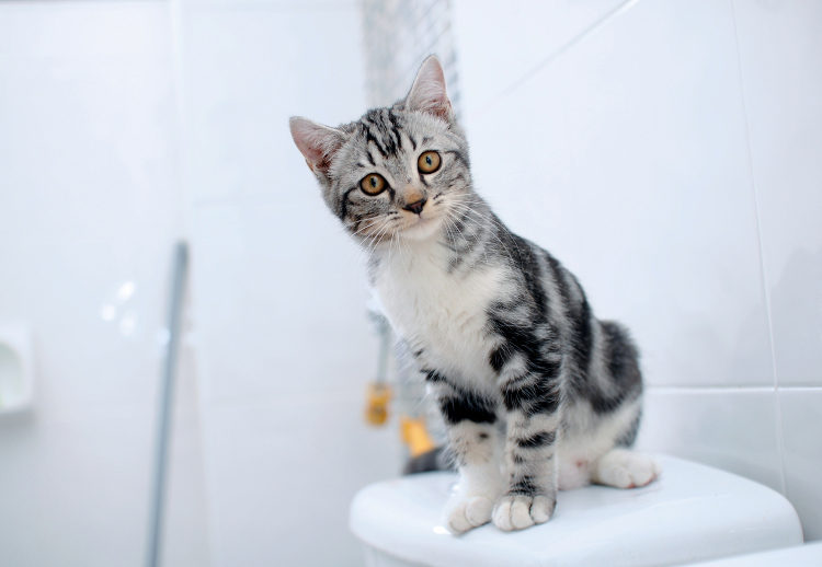 Pooping Outside The Cat Box and Other Bathroom Behavior Issues