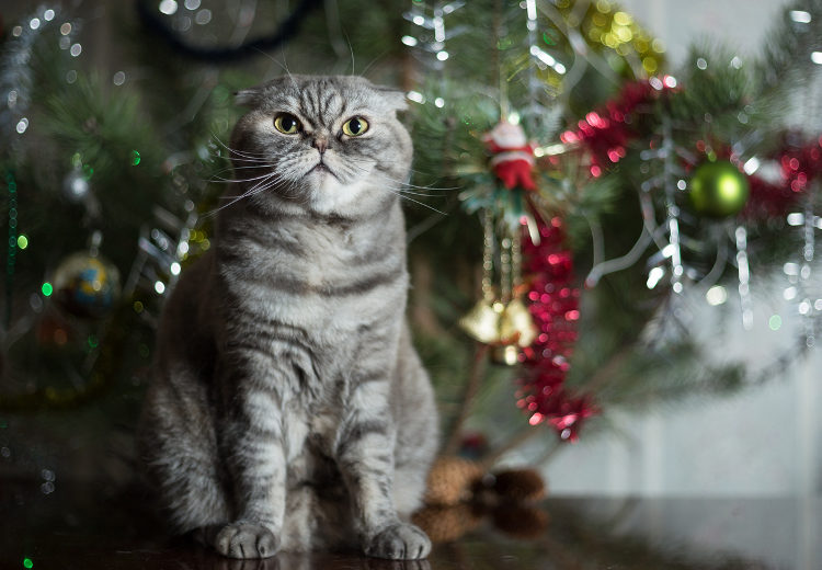 How Cats See Christmas: By Jade the Cat