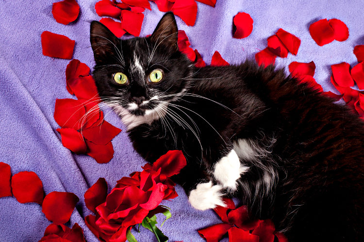 Valentine’s Day The Cat Lover’s Way