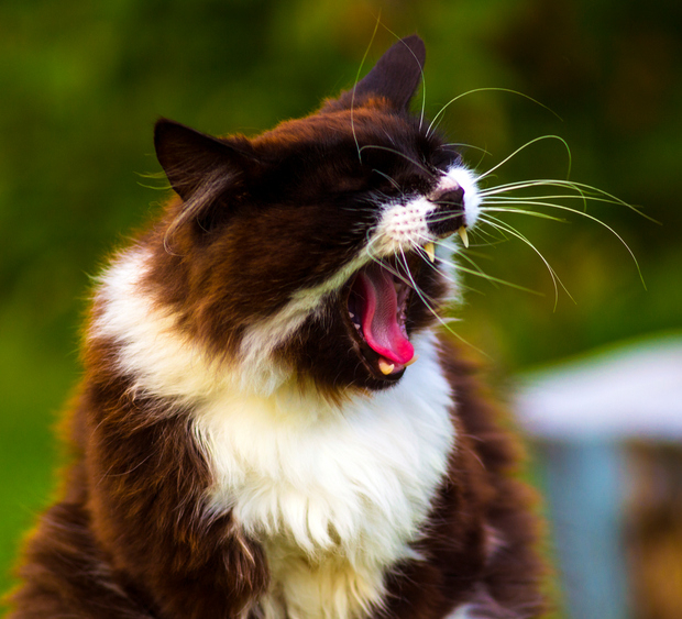Sneezing In Cats When Is It Time To See A Vet? CatGazette