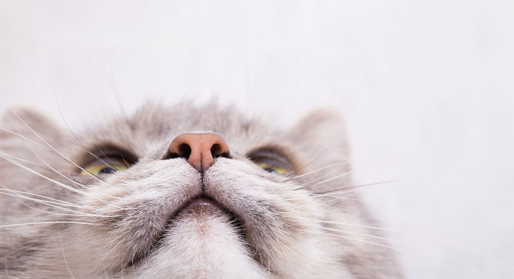 Sneezing In Cats: When Is It Time To See A Vet?