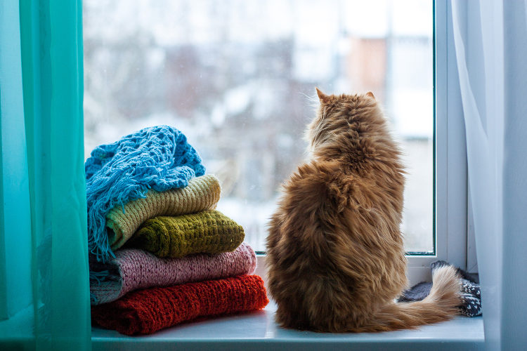 Preparing Your Cats For A Winter Storm
