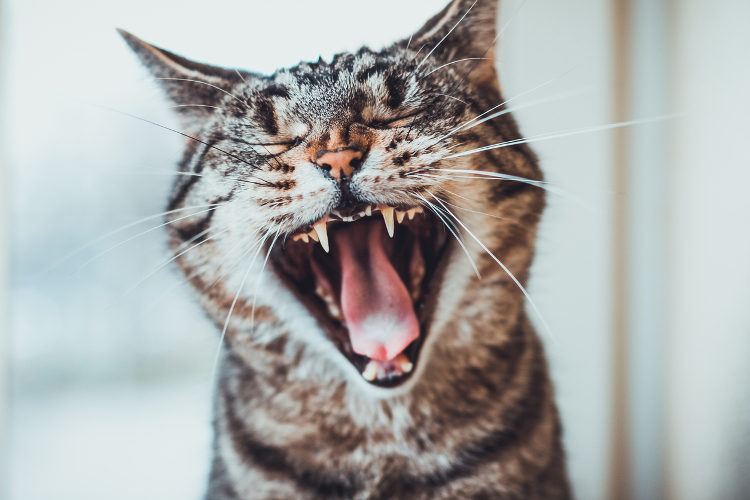 Why You Should Brush Your Cat’s Teeth