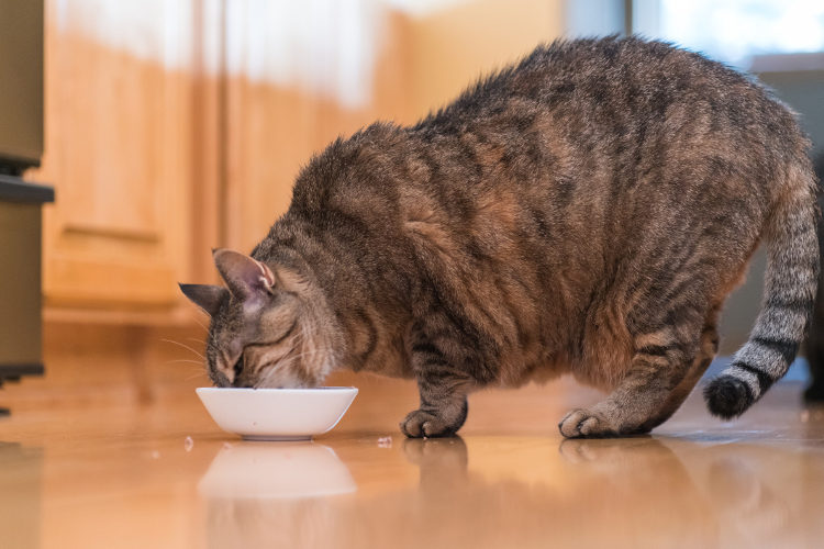 Is Your Cat At Risk For Diabetes?