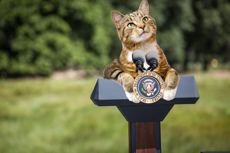 Purr-esidential Cats of the White House