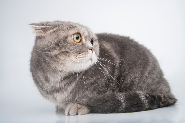 Cat Anxiety: How to Recognize & Treat It