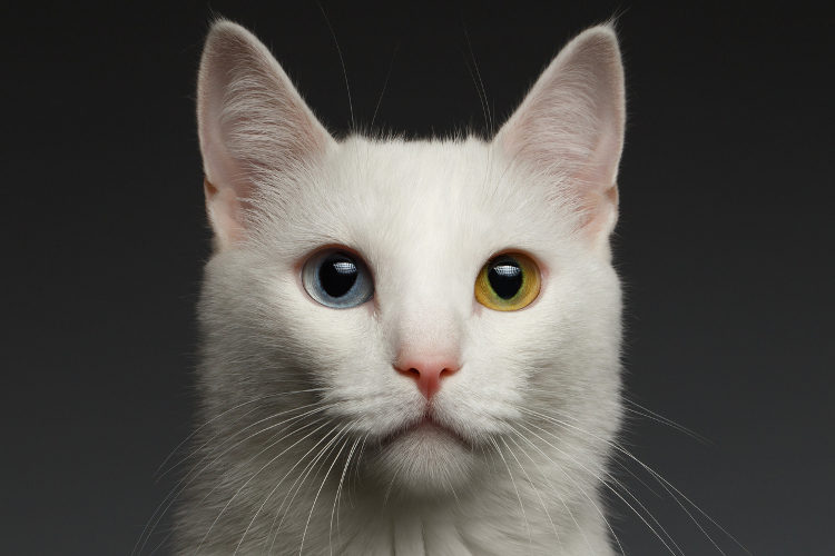 How Cats See: Everything You Need To Know About Your Cat’s Eyes