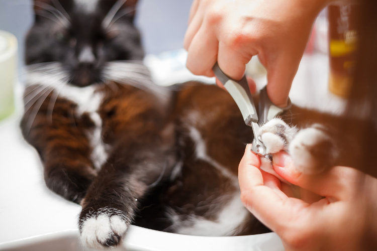 New Jersey Proposes Ban On Controversial Declawing Procedure