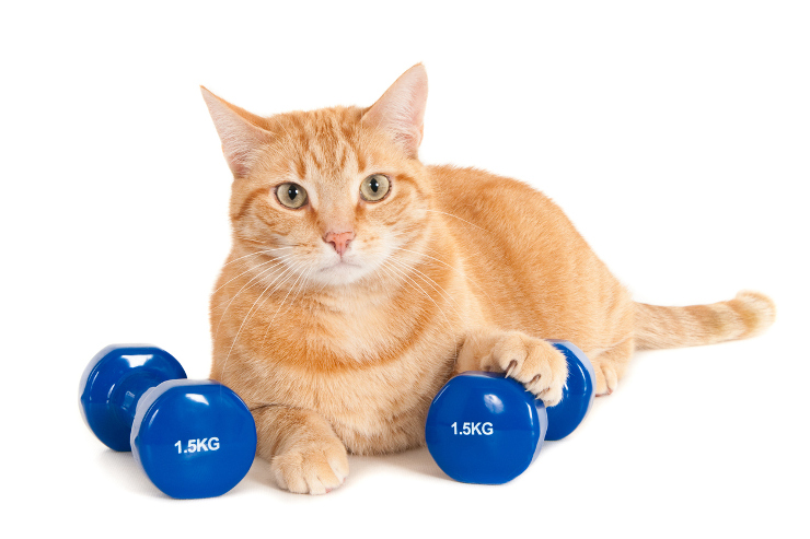 The Fat Cat Chronicles: Lula The Cat’s Weight Loss Story