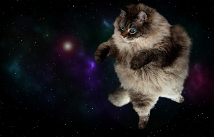 The 5 Most Badass Cats In Science Fiction