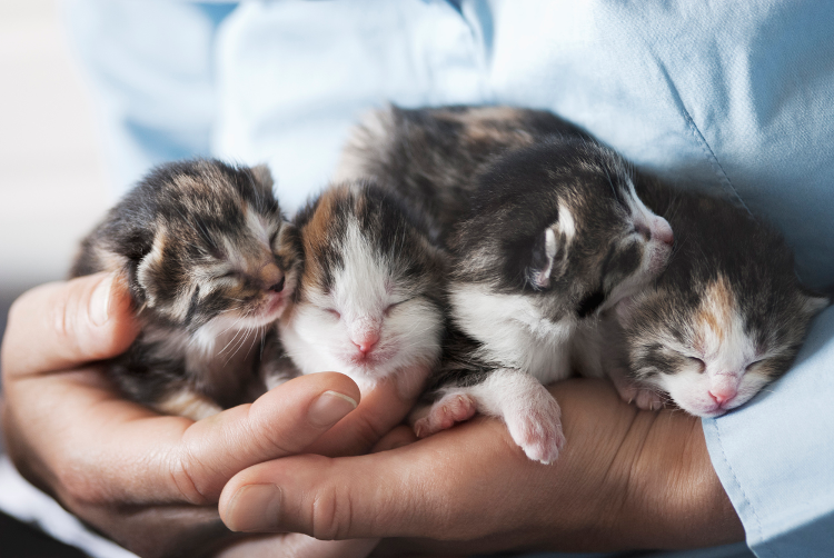 Pregnant Cat: What To Expect When You’re Expecting Kittens