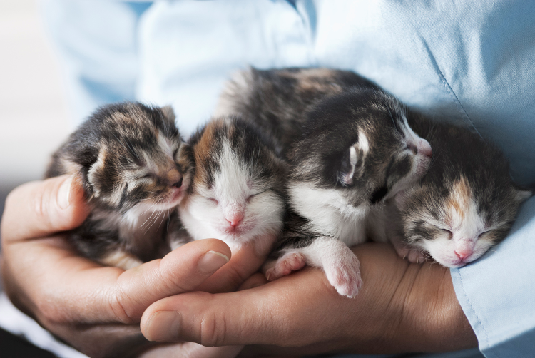 Kitten gestation sales