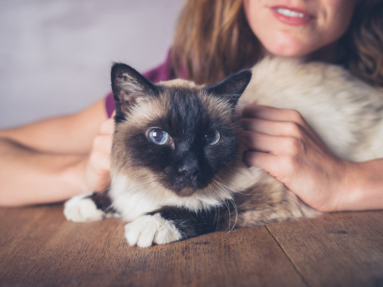 The Responsible Cat Parent – Dos & Don’ts of Cat Parenthood