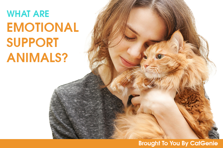 Emotional Support Animals: Why ESA Pets Are Important