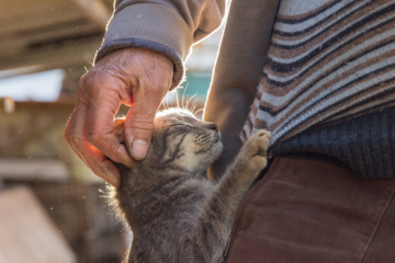 Three Heroic Men Who Saved Cats From Certain Death