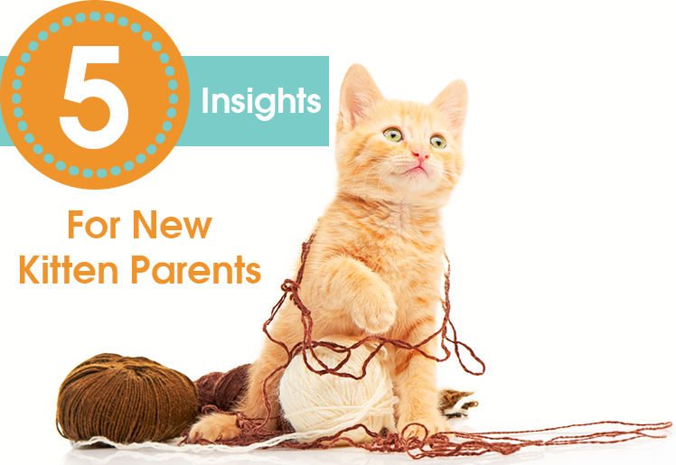 5 Insights For New Kitten Parents