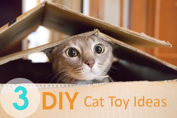 3 Ways To Go Green With Recycled DIY Cat Toys