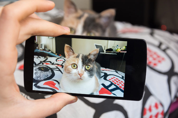 The Art of Cat-Ography: How To Take The Perfect Cat Photo