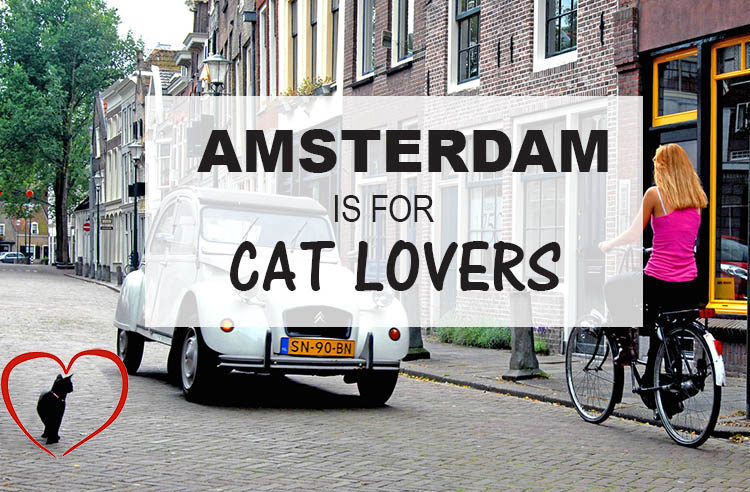 Cat Lovers Travel Highlight: Amsterdam