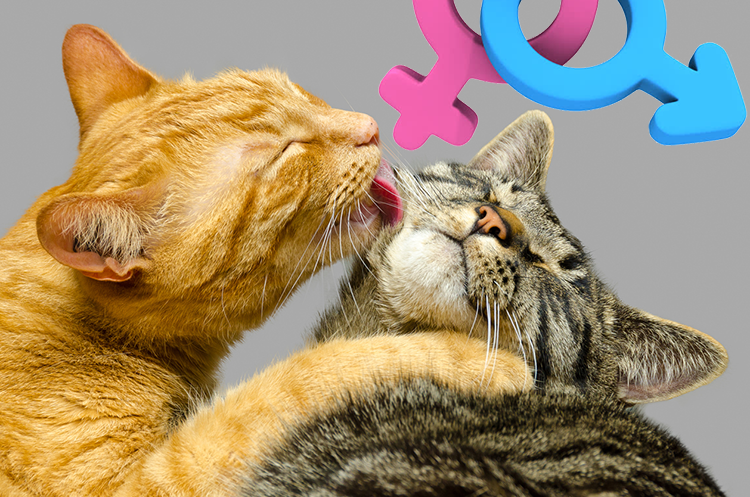Does Gender Matter When Choosing a Feline Companion?