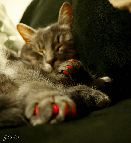 desitorrents alternatives to declawing