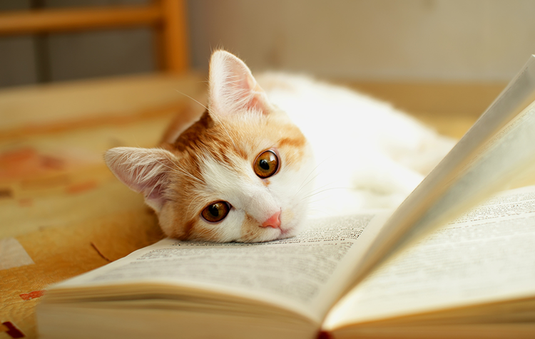 Top Books for People Who Love Cats