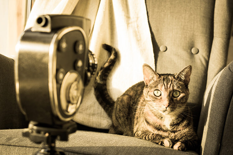 Famous Felines In Film And Television