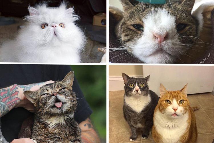 Internet Famous Cats From Around The World - Catgazette