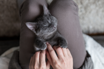 How Holistic Health Care Can Help Kitty