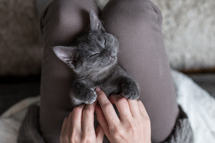 Acupuncture For Your Cat? How Holistic Care Can Help Kitty