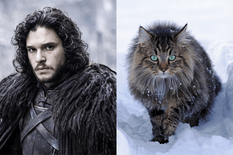 Cats Who Look Like Game of Thrones Characters