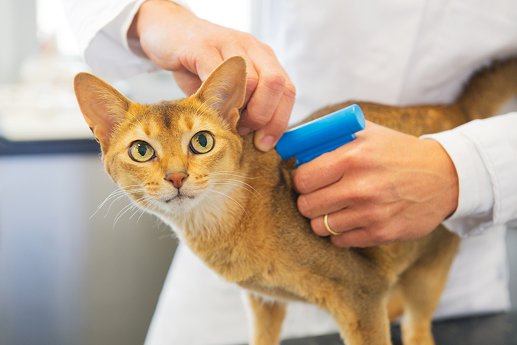 Everything You Need To Know About Microchipping Your Cat