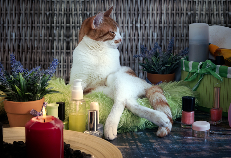 The Lap Of Luxury: Extravagant Pet Services For Your Cat