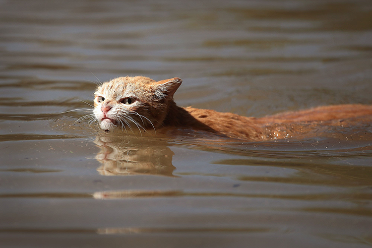 After Hurricane Harvey, Cats Become A Symbol Of Survival
