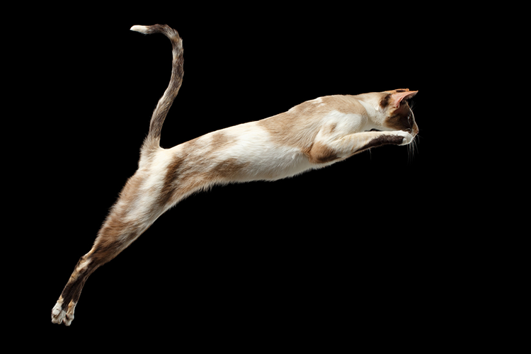 Defying Gravity: How Cats Almost Always Land Gracefully
