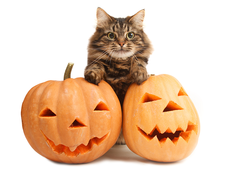 Spook-tastic Cat Names For Halloween