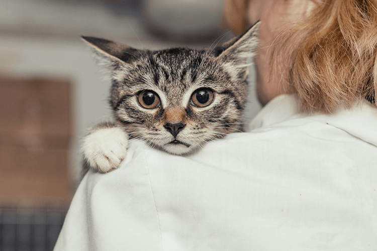 Is Your Cat Stressed? How Cats Calm Themselves