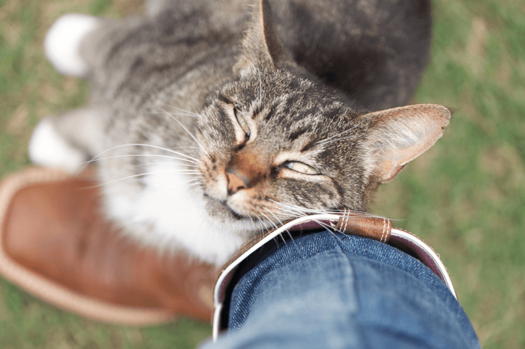 Everything You Need To Know About Cat Territory Marking