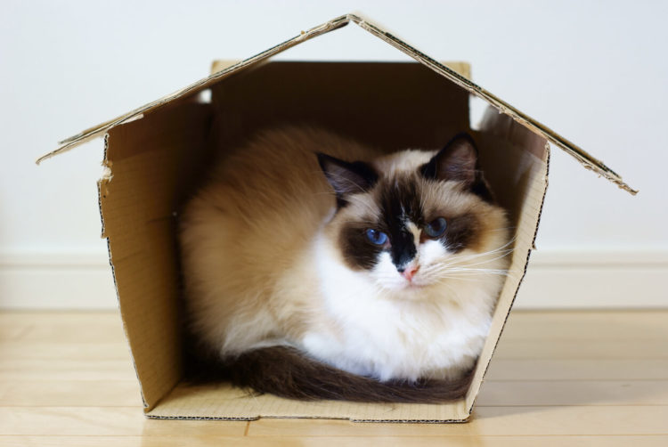 Thinking Outside The Box: Why Do Cats Love Boxes So Much?