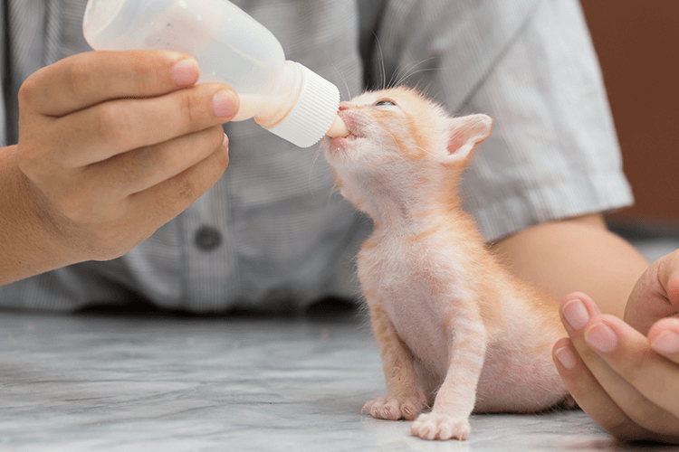 How To Tell If Your Kitten Was Properly Weaned